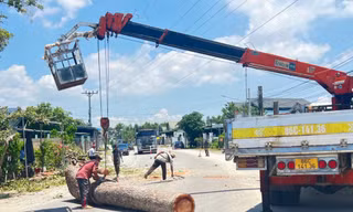 Lý do hàng loạt cây dầu hơn 100 tuổi ở Bình Thuận bị đốn hạ