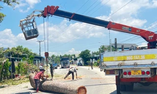 Lý do hàng loạt cây dầu hơn 100 tuổi ở Bình Thuận bị đốn hạ