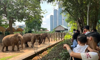 Hướng giải quyết để Thảo cầm viên Sài Gòn không đóng cửa, dù nợ 800 tỷ đồng thuê đất