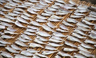 Nhức nhối ô nhiễm môi trường ở Cụm công nghiệp chế biến hải sản Phú Hài