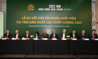 7 ngân hàng 'bơm' 100 triệu USD cho sản xuất lúa chất lượng cao