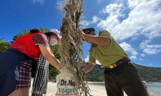 Thăm nơi rùa biển làm tổ đẻ trứng nhiều nhất Việt Nam