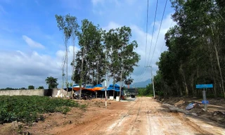 Khám xét đột xuất trại heo nghi bị dịch tả châu Phi tại Bình Thuận 