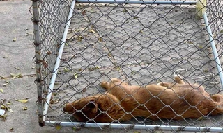 Chó dại thả rông cắn nhiều người ở Bình Thuận