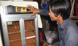 Cử nhân nuôi chim trĩ