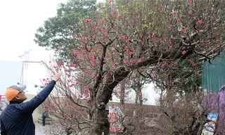 Chiêm ngưỡng cây đào “khủng” giá 100 triệu ở Thủ đô