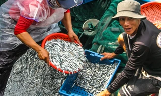 Ngư dân Bình Định trúng đậm lộc biển, thu 225 tấn ruốc, cá cơm sau 3 ngày