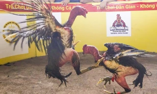 Hội chọi gà dân gian ở Bình Định