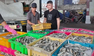 Cà Mau muốn xây mới cảng cá Sông Đốc gần 750 tỷ đồng