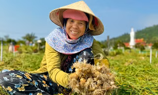 Tỏi cô đơn cực kỳ hiếm