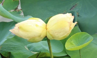 Xuất hiện cặp sen tịnh đế Bỉ Ngạn Vàng siêu hiếm
