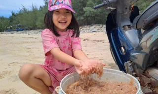 Ngư dân Quảng Bình đổ xô đi đón lộc biển