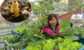 Gia đình Hà Nội 5 năm không phải mua gà và trứng nhờ vườn sân thượng