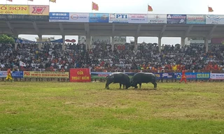 Chính thức khai hội chọi trâu Đồ Sơn