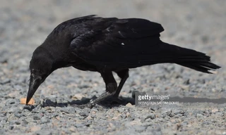 Quạ là loài chim rất thông minh và được sử dụng nhặt rác.