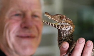 Cụ ông nuôi hơn 400 động vật bò sát trong nhà