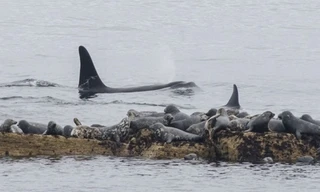 60 con hải cẩu chen chúc trên tảng đá trốn cá voi