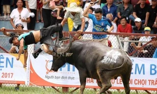 Trâu chọi húc chết chủ tại vòng loại chọi trâu Đồ Sơn 2017. Ảnh: Phong Pink.