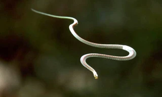 Bò sát không chân biết bay ở Việt Nam có gì thú vị?