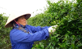 Công bố Quốc tế về 9 chất mới điều trị tiểu đường từ dây thìa canh