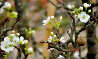 Chi tiền triệu chơi hoa lê rừng thay đào đã tàn sau Tết