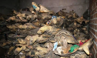 Hàng tấn rùa biển bị bắt giữ để chế tác thành các sản phẩm mỹ nghệ của một cơ sở tại Nha Trang. Ảnh: ENV cung cấp.