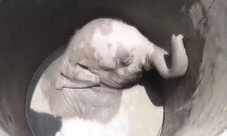 Giải cứu voi con mắc kẹt dưới giếng nước