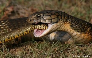 Mải mê đi săn chuột, con rắn bị hổ mang chúa rình rồi làm thịt