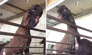 'Dê quỷ' có hình dáng giống khủng long