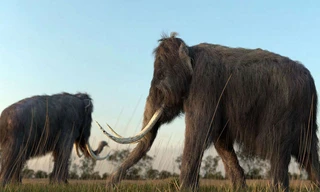 Các nhà khoa học đang lên kế hoạch “hồi sinh” loài voi ma mút lông xoăn.