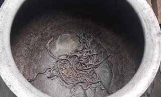 Bản tin 20H: Hãi hùng ổ rắn hổ mang hơn trăm con trốn trong nhà dân