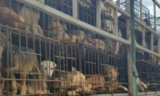 Những chú chó bị nhốt trên xe tải để đưa vào các lò giết mổ. Ảnh: Đức Hùng.