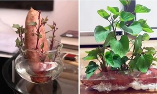 'Khoai lang bon sai' - thú trang trí nhà mới chỉ tốn vài nghìn đồng