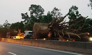 Đoàn xe chở cây "quái thú".