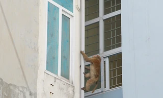 Mục kích khỉ hoang 'đại náo' khu dân cư trung tâm Hà Nội