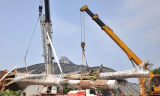 Cây khổng lồ 300 tuổi được trồng lại