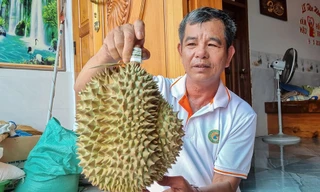 Nông dân 'hái ra tiền' nhờ giá sầu riêng phi mã