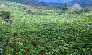 Hoa cà phê dệt lên thảm trắng bồng bềnh trên khắp các triền đồi, vườn, rẫy