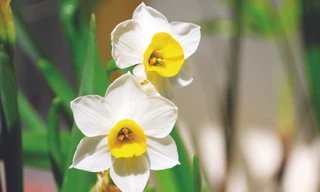 Thủy tiên lưu luyến hương xưa