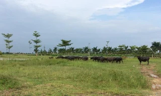 Sợ trách nhiệm trong xác định giá đất 'thị trường' khiến nhiều dự án phải dừng