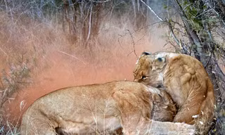 Tình mẫu tử trong thiên nhiên Châu Phi