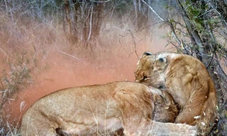 Tình mẫu tử trong thiên nhiên Châu Phi