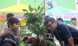 Phiên chợ sâm Ngọc Linh chuyển sang hình thức bán online để đảm bảo phòng, chống dịch COVID-19