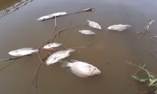 Cá chết trên sông Bàn Thạch