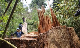 Vụ phá rừng lim quý ở Quảng Nam: Truy nã 2 đối tượng chủ mưu