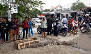 Cá sấu được bày bán ngay bên đường, nhiều người hiếu kỳ đến xem