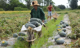 Dưa hấu rớt giá thê thảm, Quảng Nam kêu gọi 'giải cứu'