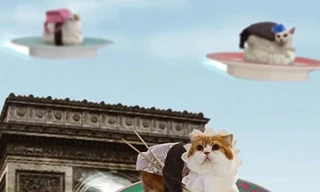 Sushi mèo dễ thương