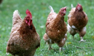 Thiệt mạng vì một con gà "quậy phá"