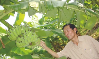 Ông Khả chủ tịch xã, tự hào về cây chuối Tân Long đã đẩy lùi tình trạng buôn lậu